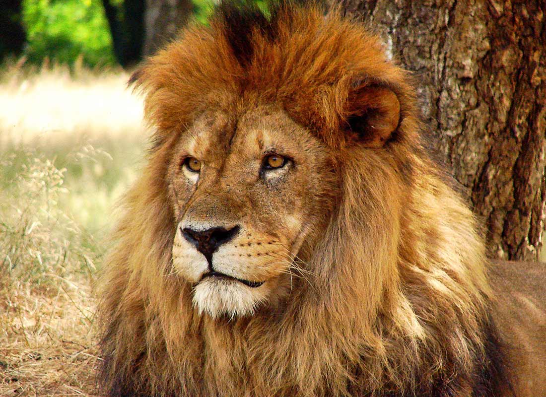 Lion resting in natural habitat at Space Farms Zoo, showcasing its majestic mane and expressive features, part of a diverse collection of over 500 wild animals in Wantage, NJ.