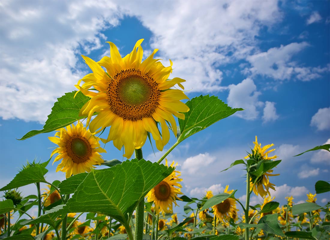 sunflower patch