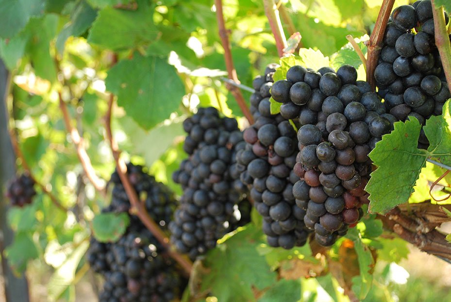 grapes on vines