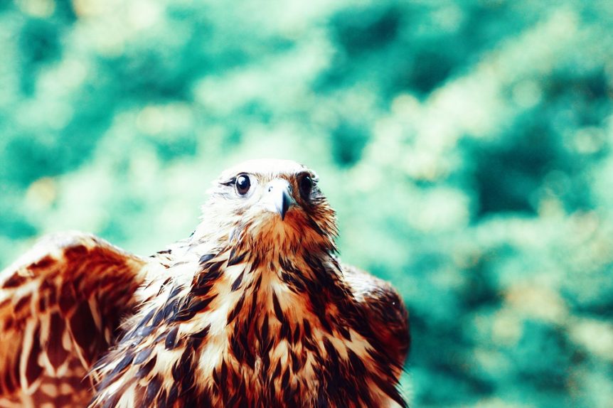 Hawk in front of trees